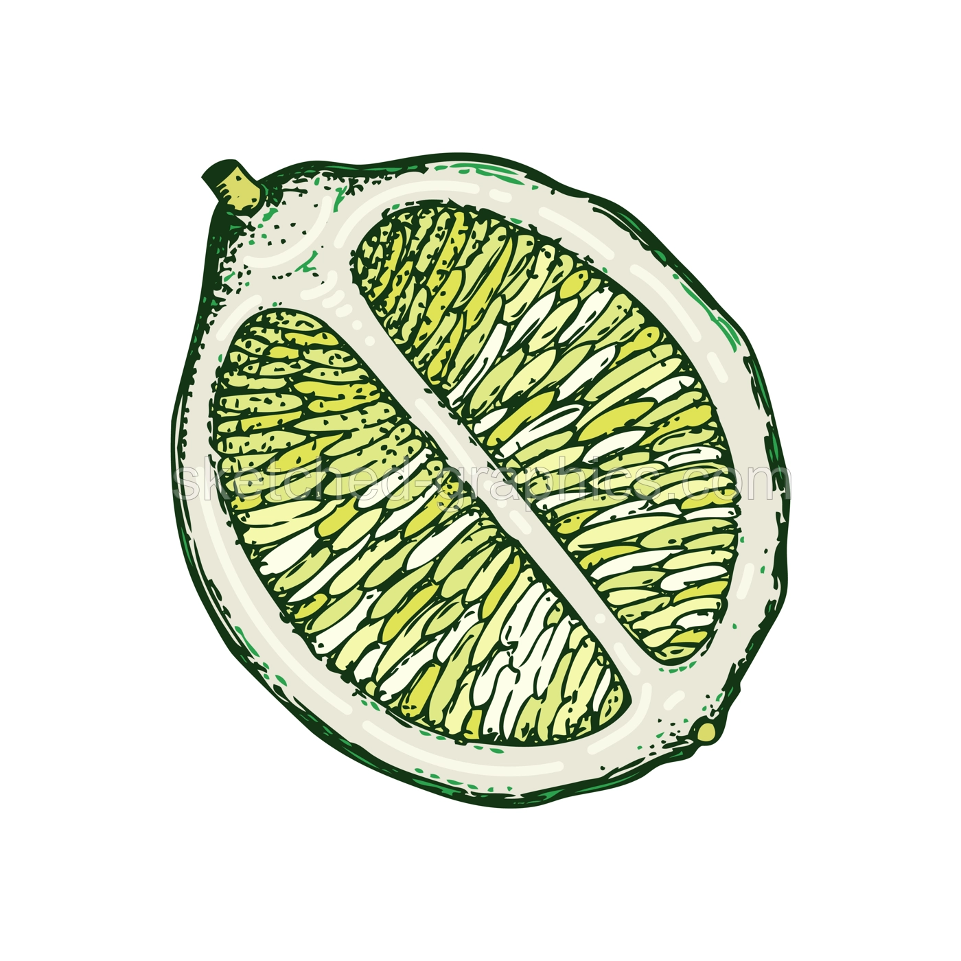 Lime fruit sketch in color. Citrus fruit slice hand-drawn vector illustration. Exotic plant drawing in watercolor style. Botanical design element. NOT AI-generated Illustration